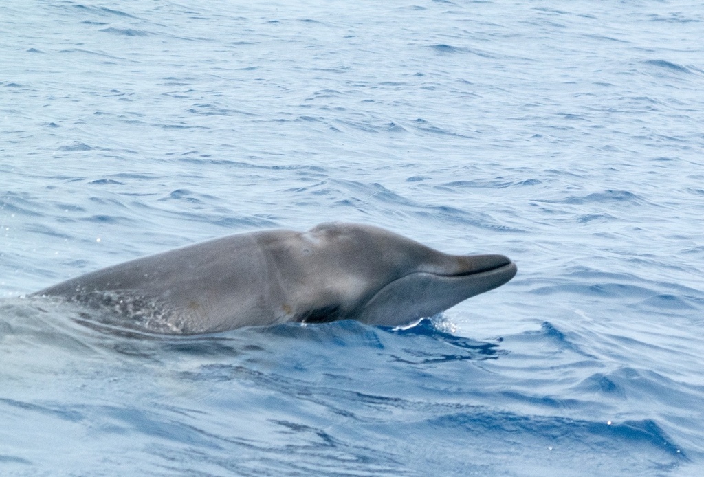 Ginkgo-Toothed Beaked Whale