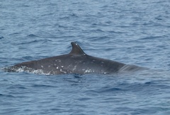 Ginkgo-Toothed Beaked Whale photo 2