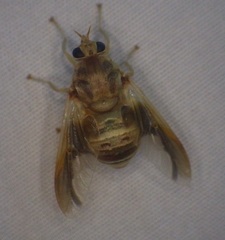 Goniops chrysocoma