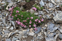 Asperula cristata