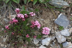 Asperula cristata