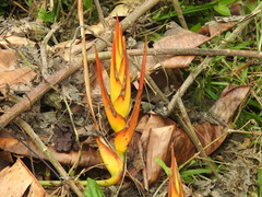 Heliconia latispatha image