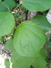 Hibiscus tiliaceus pernambucensis