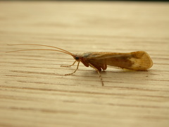 Limnephilus flavicornis