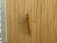 Limnephilus flavicornis