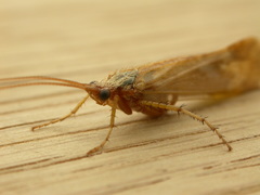 Limnephilus flavicornis