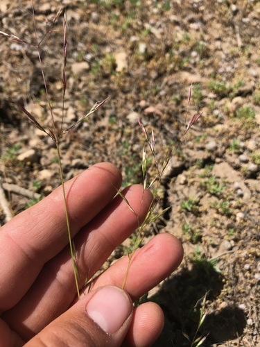 Image of Deschampsia danthonioides by (c) Adam J. Searcy, some rights reserved (CC BY)