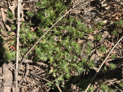 Image of Navarretia peninsularis by (c) Adam J. Searcy, some rights reserved (CC BY)