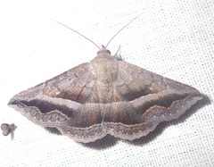 Lesmone griseipennis