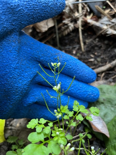 Cardamine flexuosa observed 2023-08-30