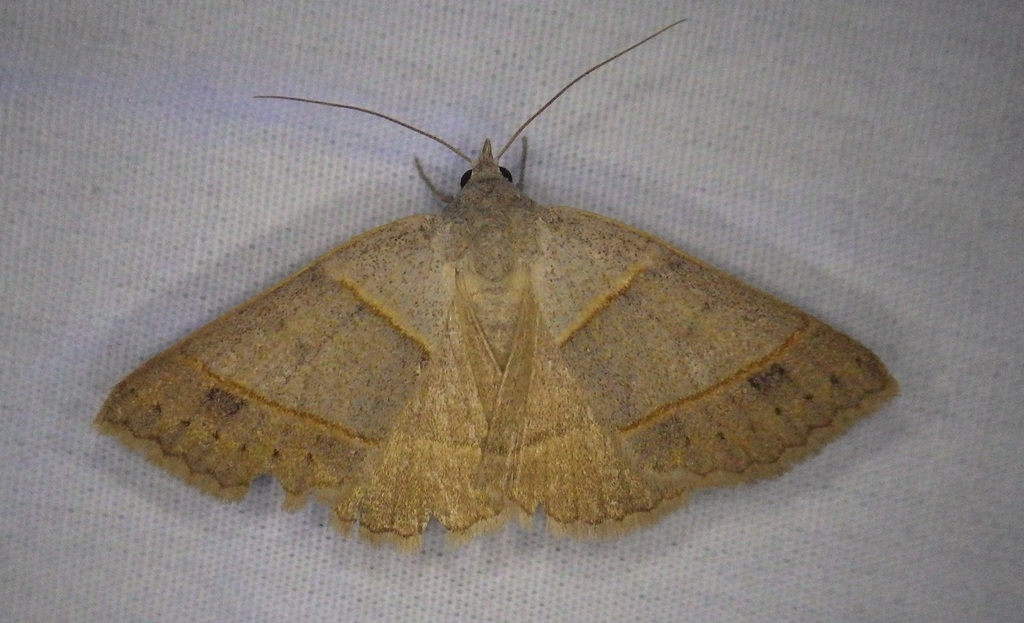 Ptichodis ovalis