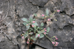 Scrophularia rupestris