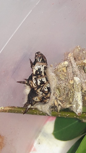 Argentine Bagworm