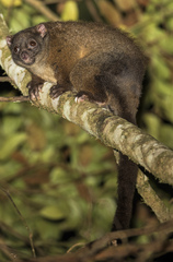 Lemur-Like Ringtail photo 3