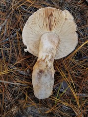 Tricholoma colossus