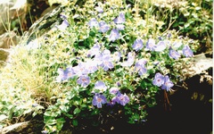 Veronica dagestanica