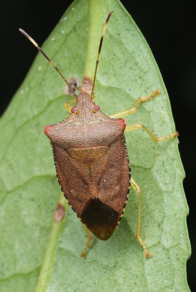 Pentatoma taibaiensis