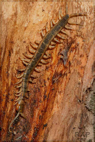 Akymnopellis laevigata