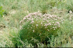 Acantholimon