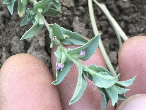 pygmy willowherb (Epilobium campestre)