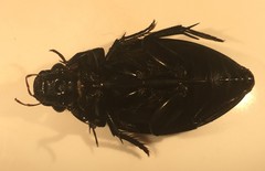 Hydrophilus ovatus