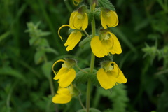 Rhynchocorys orientalis