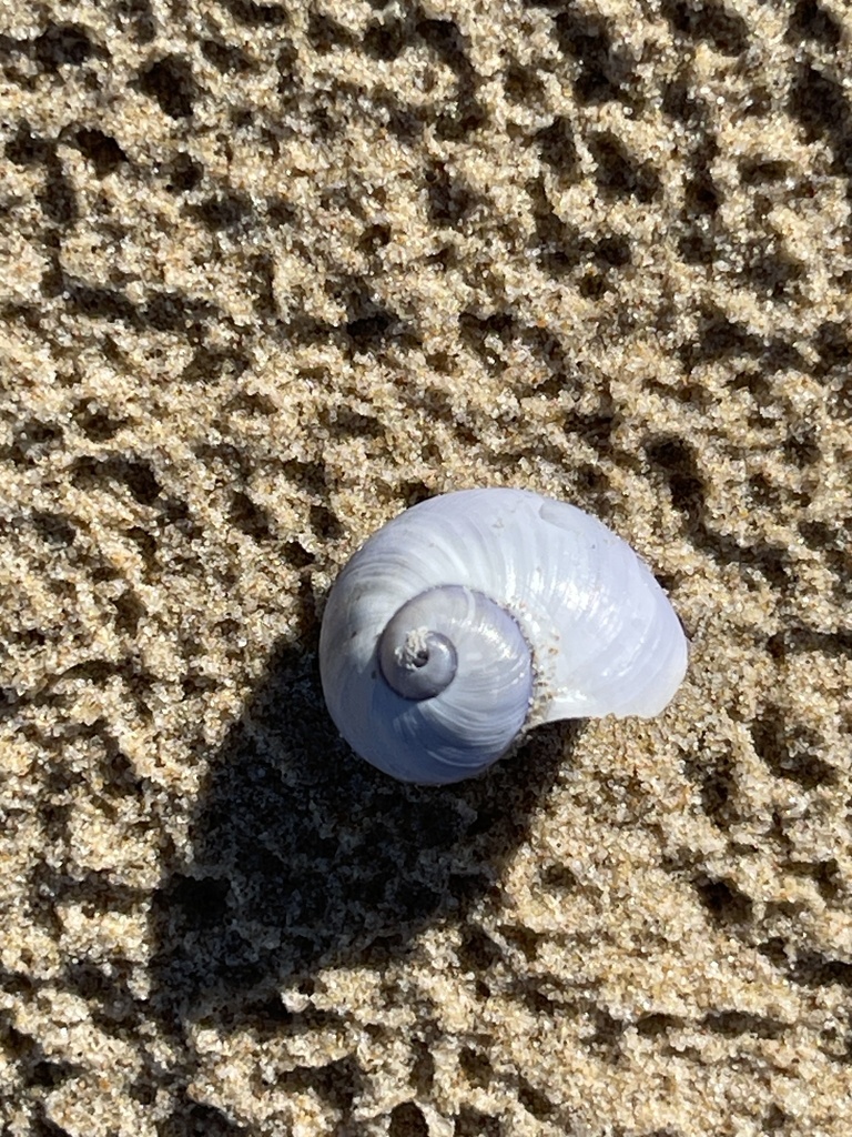 Violet Sea Snail from Yuraygir National Park, Minnie Water, NSW, AU on ...