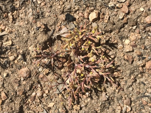 Image of Chorizanthe watsonii by (c) Adam J. Searcy, some rights reserved (CC BY)