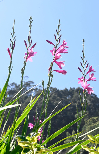 Watsonia borbonica subsp. borbonica image