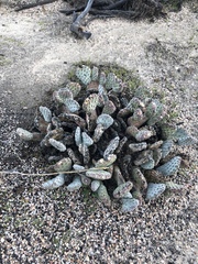 Opuntia basilaris brachyclada