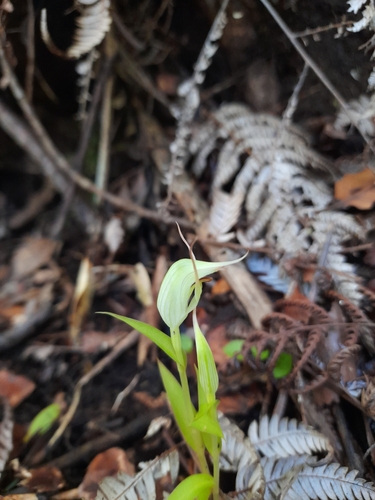 Image of Pterostylis agathicola by (c) Irisa Hudson, some rights reserved (CC BY)