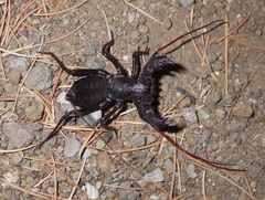 Mastigoproctus tohono