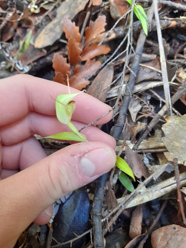 Image of Pterostylis agathicola by (c) Irisa Hudson, some rights reserved (CC BY)