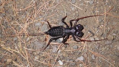 Mastigoproctus tohono
