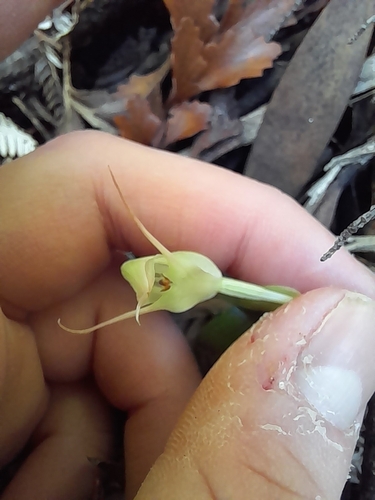 Image of Pterostylis agathicola by (c) Irisa Hudson, some rights reserved (CC BY)