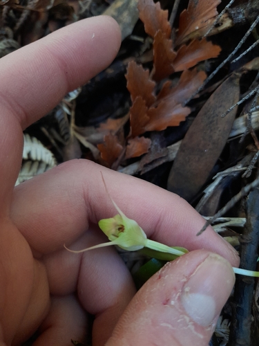Image of Pterostylis agathicola by (c) Irisa Hudson, some rights reserved (CC BY)