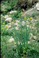 Allium atrosanguineum fedtschenkoanum