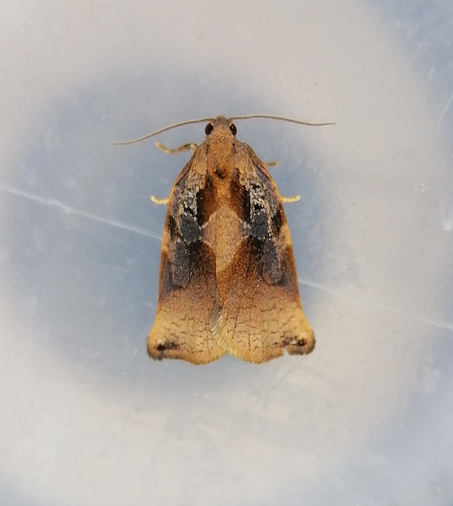 Norfolk Tortrix