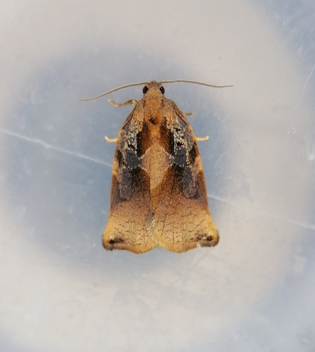Norfolk Tortrix