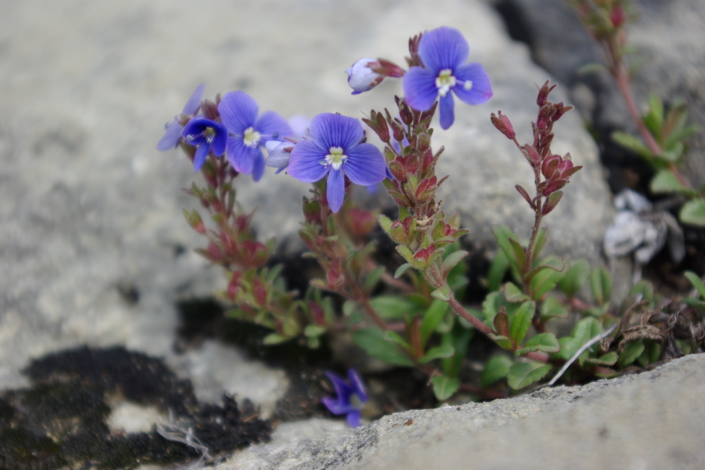 Veronica vendettadeae