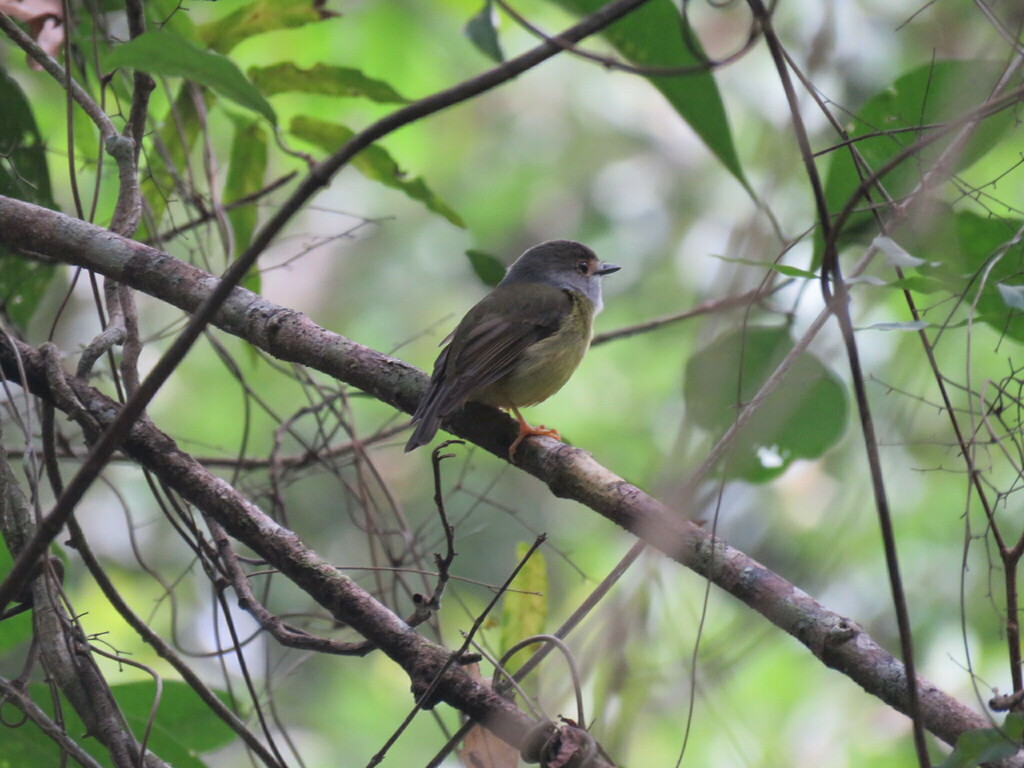 Pale-yellow Robin from Cairns QLD, Australia on June 28, 2017 at 12:10 ...