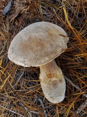 Tricholoma colossus