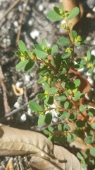 Euphorbia blodgettii