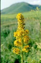 Ligularia heterophylla