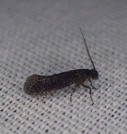 Elatobia carbonella