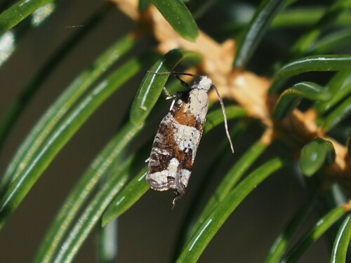 Red-striped Needleworm Moth photo 5
