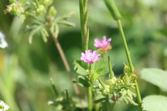 Trifolium resupinatum