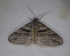 Prionomelia spododea