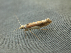 Ypsolopha parenthesella