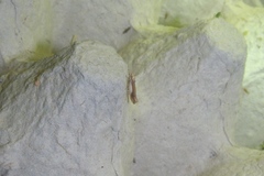 Ypsolopha parenthesella